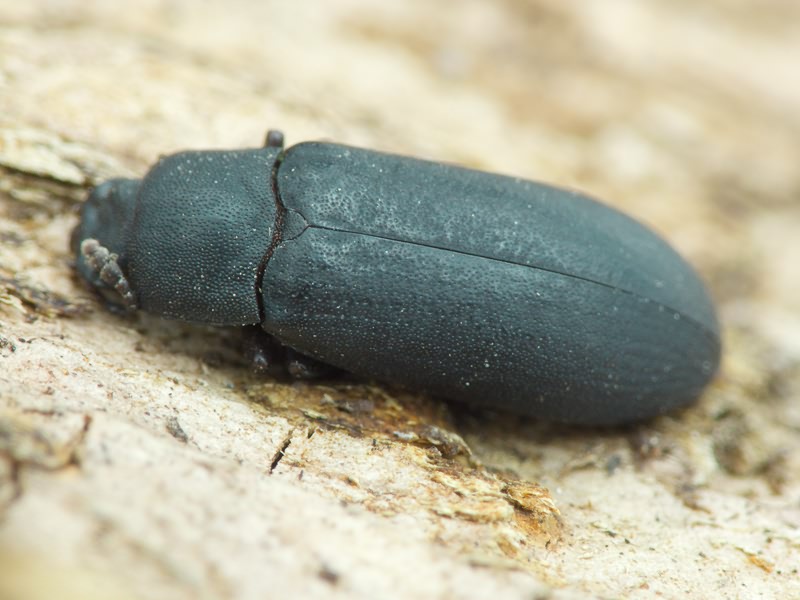 Cryphaeus cornutus (Fischer de Waldheim, 1823)